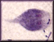 Giardia lamblia parasite
